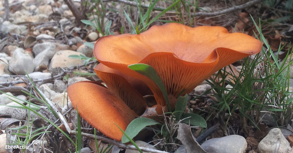 XVI edici�n de las Jornadas Micol�gicas de las Terres de l�Ebre