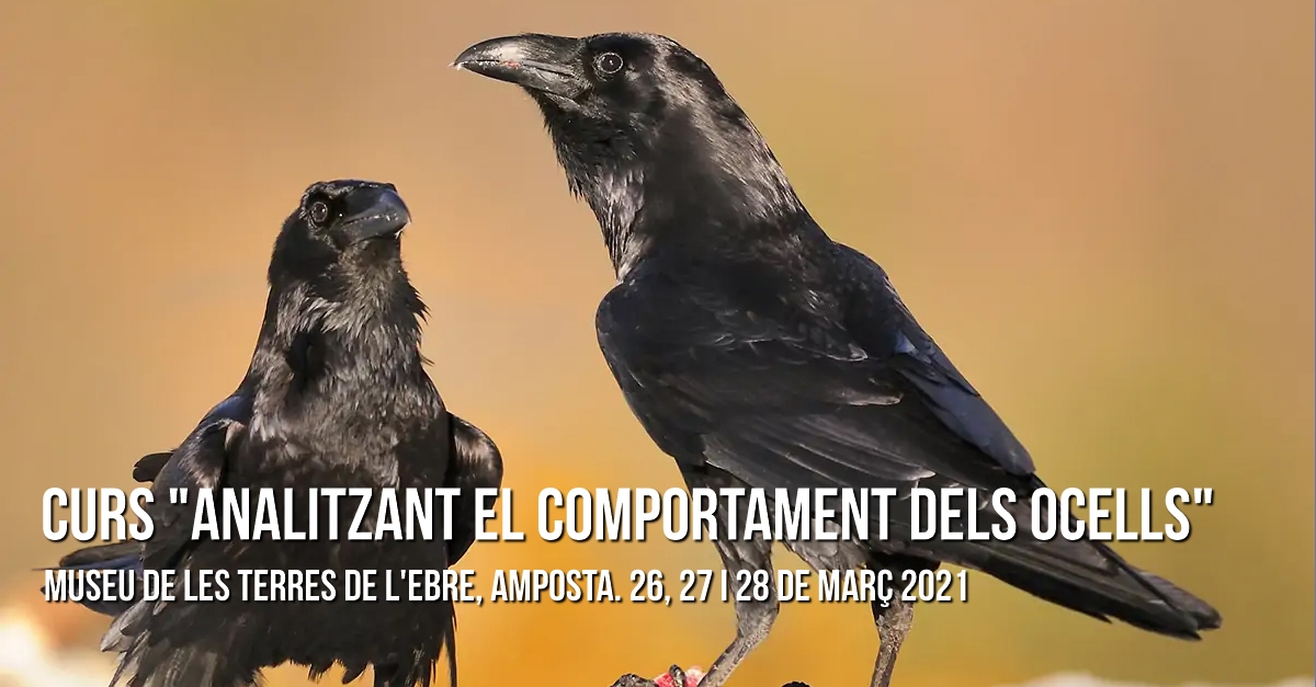 Curs Analitzant el comportament dels ocells Curs Analitzant el comportament dels ocells