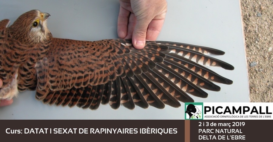 Curs �Datat i sexat de rapinyaires ib�riques�