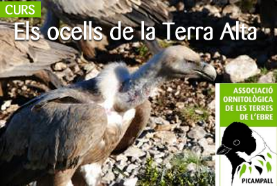 Curs: �Els ocells de la Terra Alta�