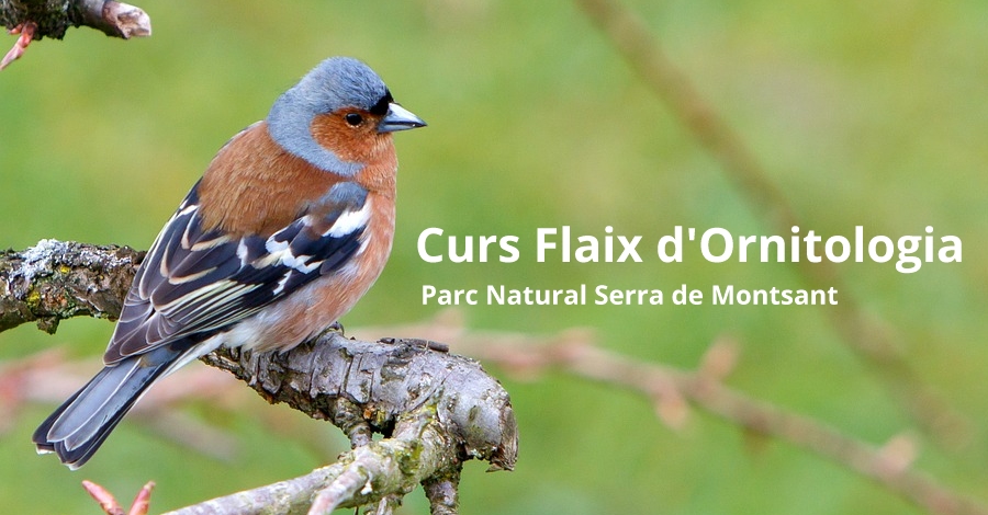 Curs Flaix d’Ornitologia Curs Flaix d’Ornitologia