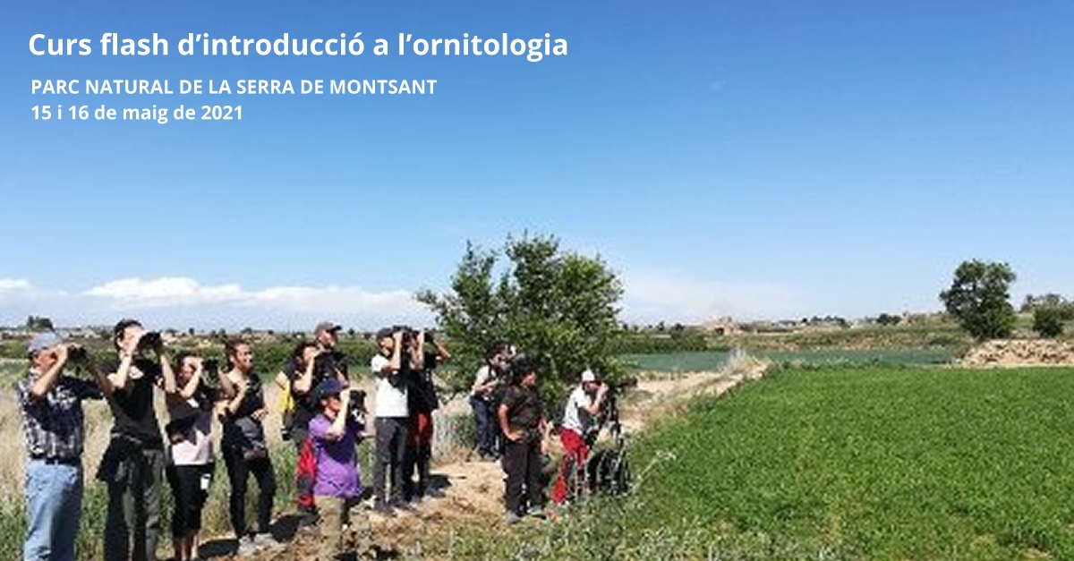 Curs flash de introducci�n a la ornitolog�a