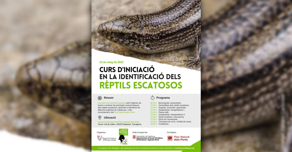 Curs d’iniciació en la identificació dels rèptils escatosos Curs d’iniciació en la identificació dels rèptils escatosos