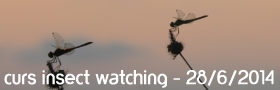 Insect watching, curs d�identificaci� d�insectes