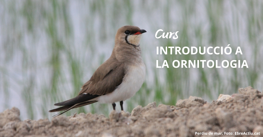Curs: Introducci� a l&rsquo;ornitologia