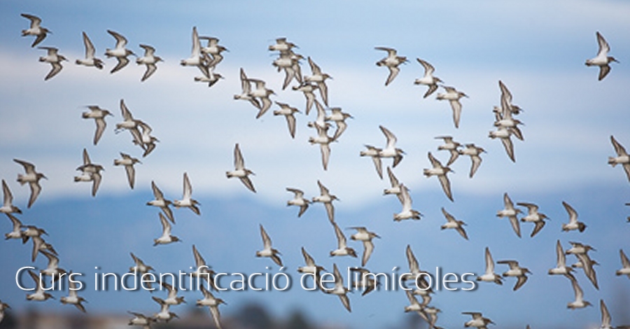 Curso Identificaci�n de Lim�colas