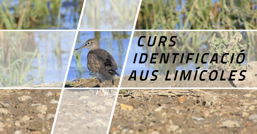 Curso de identificación de aves limícolas Curso de identificación de aves limícolas