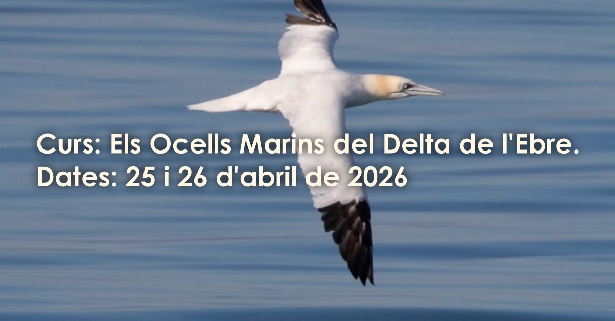 Curs �els ocells marins del delta de l�Ebre� (inscripcions tancades)