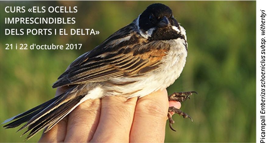 Curs: Els ocells imprescindibles dels Ports i el Delta Curs: Els ocells imprescindibles dels Ports i el Delta