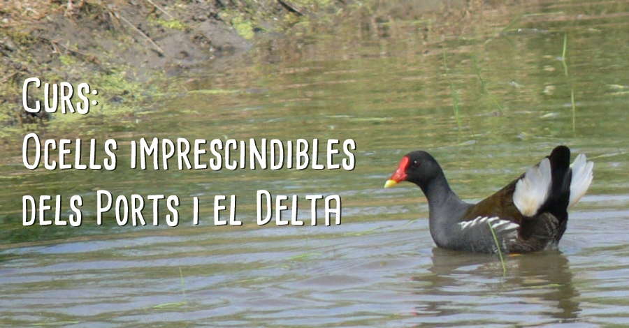 Curso �Aves imprescindibles de los Ports y el Delta�