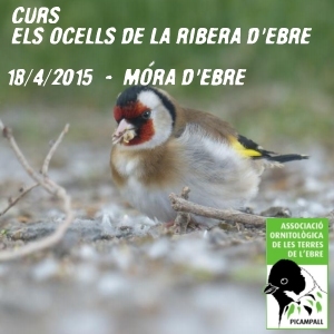Curs: els ocells de la Ribera d�Ebre
