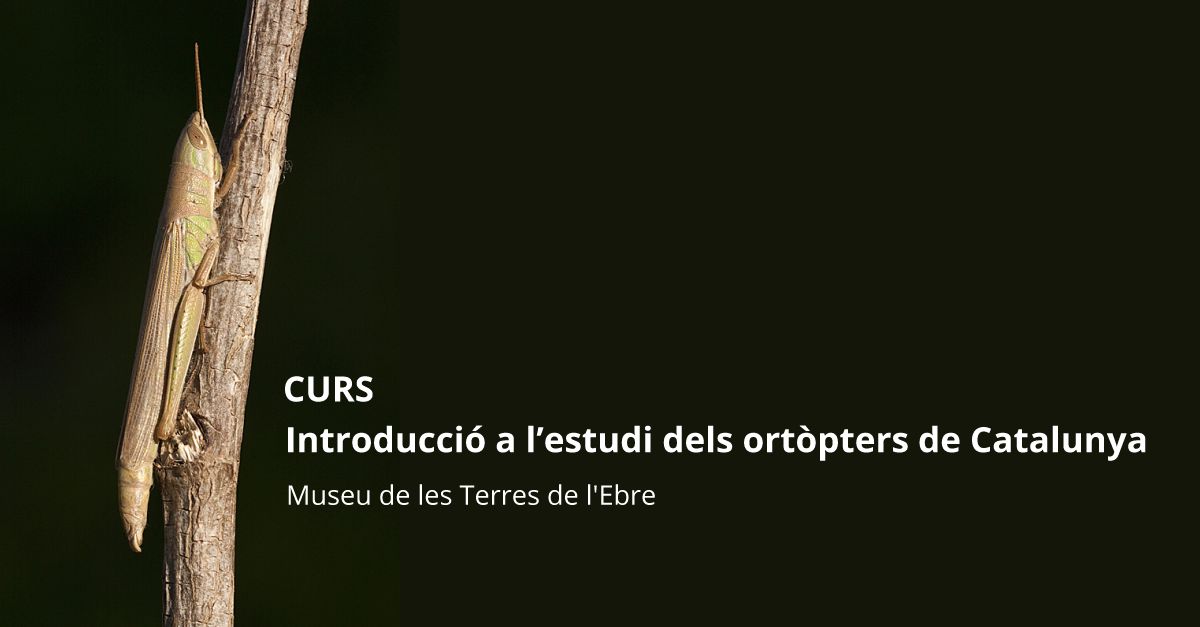 Curs Introducci� a l�estudi dels ort�pters de Catalunya