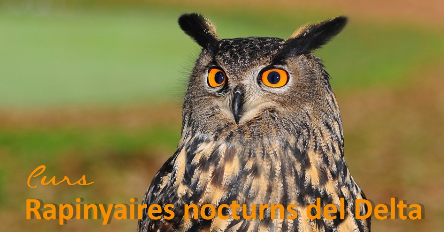 Curs �Els rapinyaires del Parc Natural del Delta i Els Ports�