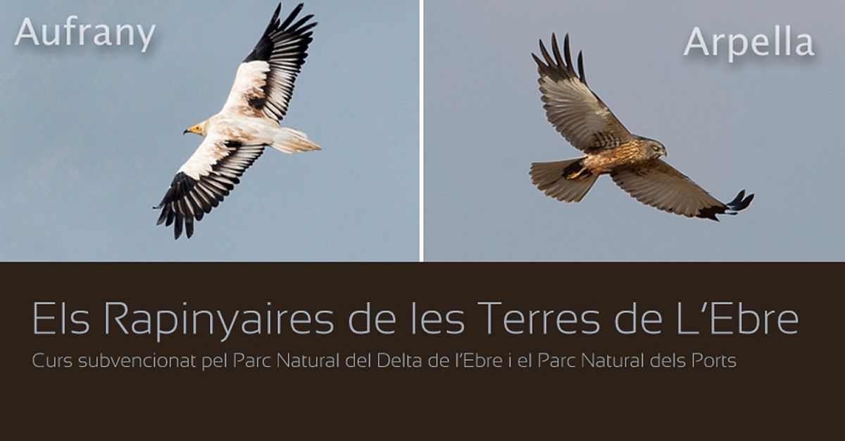 Curs: Els Rapinyaires de les Terres de L�Ebre