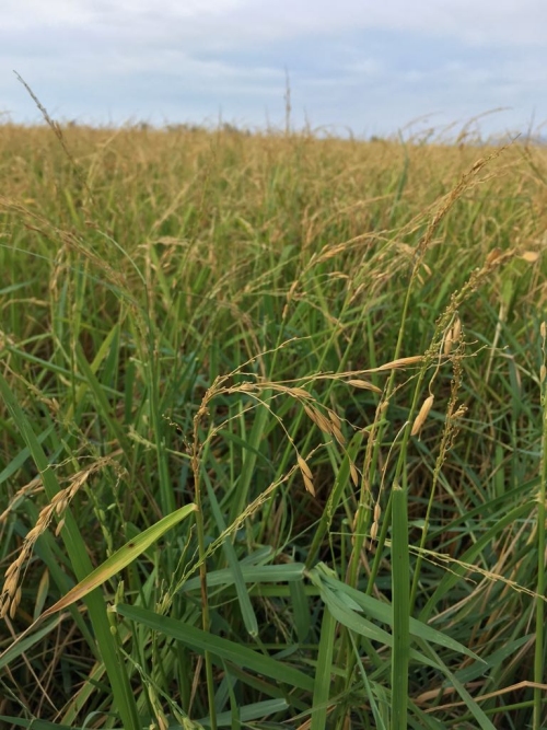 Cerca de 2.500 ha de arroz afectadas por la tormenta de este martes en el Montsi� | EbreActiu.cat, revista digital de ocio activo | Terres de l&rsquo;Ebre...