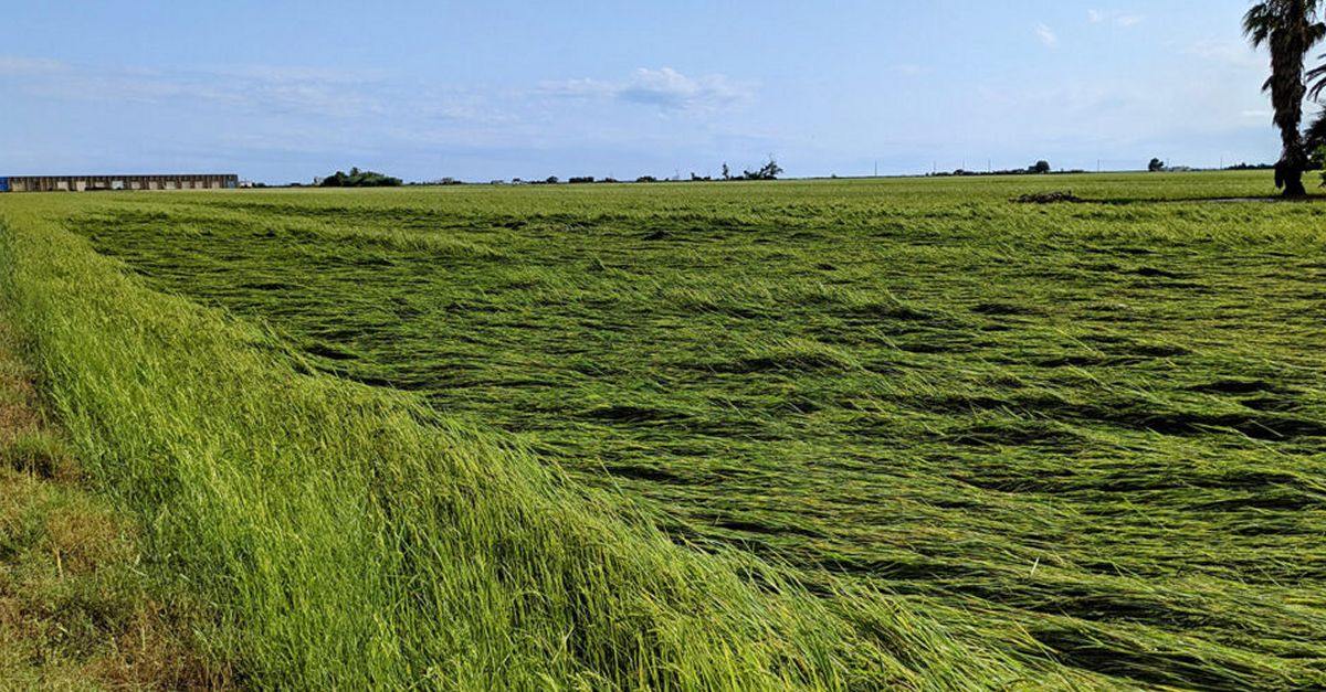 Danys entre el 30% i 60% en els cultius afectats a l’Ebre i Lleida per la tempesta de pedra i pluja | EbreActiu.cat, revista digital d’oci actiu | Terres de l’Ebre ...