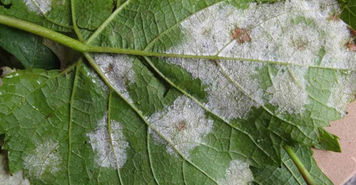 Uni de Pagesos demanar ajuts a Agricultura per palliar les greus afectacions del mldiu a la vinya | EbreActiu.cat, revista digital d’oci actiu | Terres de l’Ebre ...