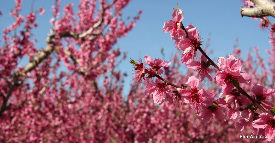 Darm�s es bolca per acollir diumenge la XVI Festa Comarcal de la Clotxa de la Ribera d&rsquo;Ebre | EbreActiu.cat, revista digital d&rsquo;oci actiu | Terres de l&rsquo;Ebre ...