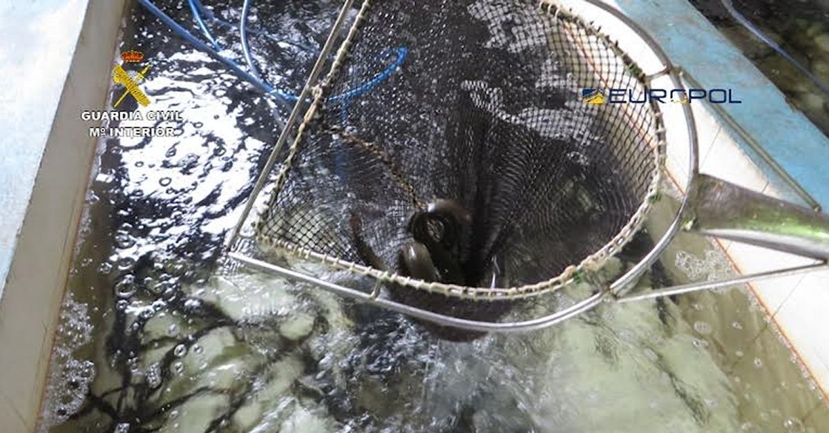 Decomissen 180 quilos dangules que sanaven a exportar illegalment i les reintrodueixen al delta de lEbre