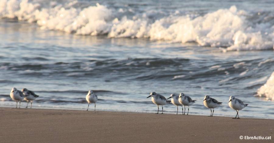 Delimitaci� de les �rees de nidificaci� d�ocells marins al Parc Natural del Delta de l�Ebre
