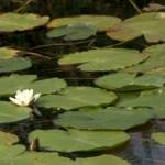 �lbum: delta de l&rsquo;Ebre