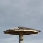 �lbum: delta de l&rsquo;Ebre