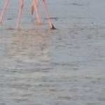 �lbum: delta de l&rsquo;Ebre