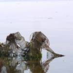 �lbum: delta de l&rsquo;Ebre