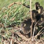 �lbum: delta de l&rsquo;Ebre