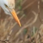 �lbum: delta de l&rsquo;Ebre