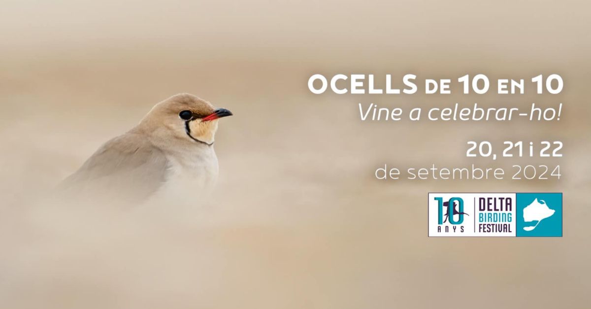 Delta Birding Festival 2024 Delta Birding Festival 2024