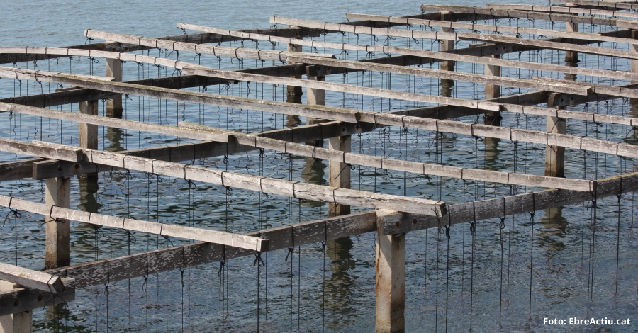 El sector acuícola reclama medidas para compensar las pérdidas económicas provocadas por la muerte del mejillón | EbreActiu.cat, revista digital de ocio activo | Terres de l’Ebre... El sector acuícola reclama medidas para compensar las pérdidas económicas provocadas por la muerte del mejillón | EbreActiu.cat, revista digital de ocio activo | Terres de l’Ebre...