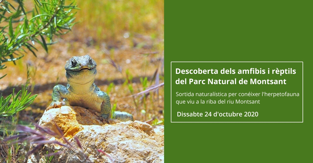 Descubrimiento de los anfibios y reptiles del Parque Natural de Montsant Descubrimiento de los anfibios y reptiles del Parque Natural de Montsant