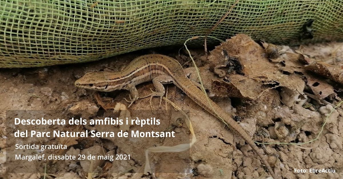 Sortida: Descoberta dels amfibis i r�ptils del Parc Natural de la Serra de Montsant