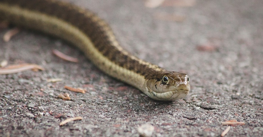 Descoberta dels r�ptils i amfibis del Parc Natural de la Serra de Montsant