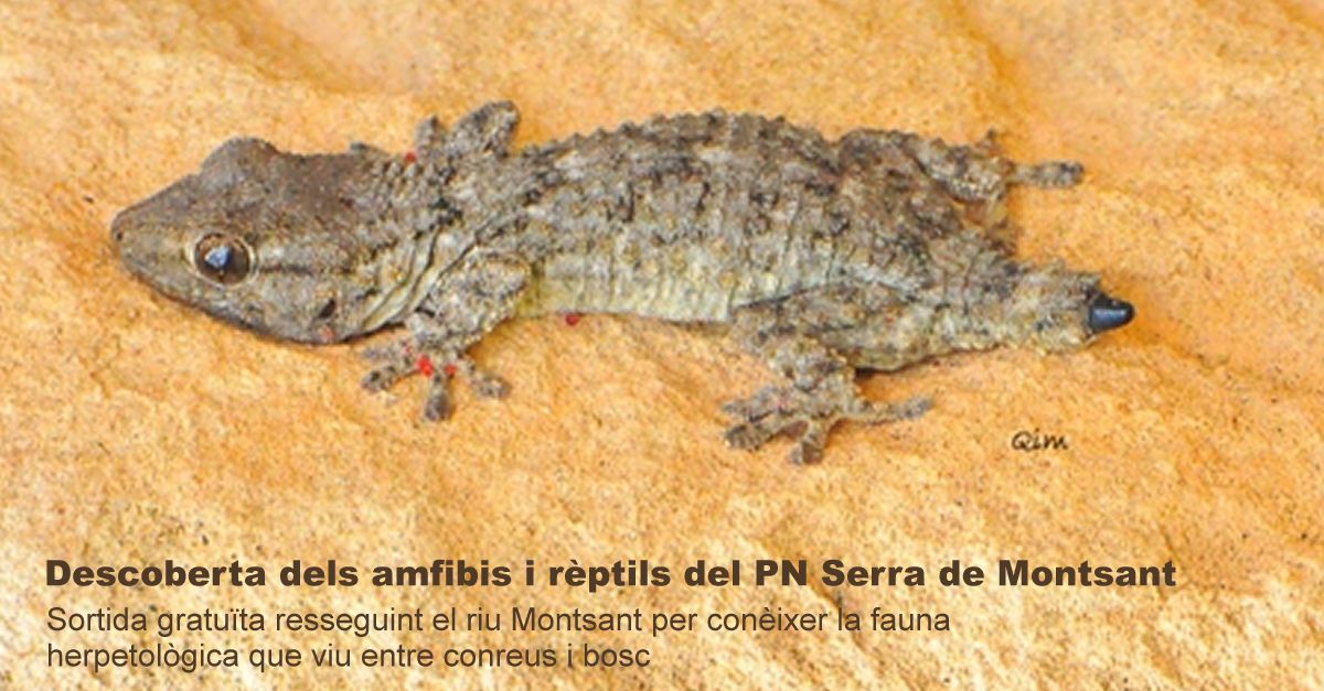 Descoberta dels amfibis i r�ptils del Parc Natural de la Serra de Montsant