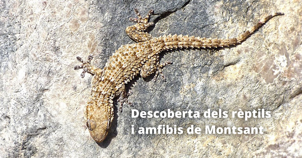 Descoberta dels rèptils i amfibis de Montsant Descoberta dels rèptils i amfibis de Montsant