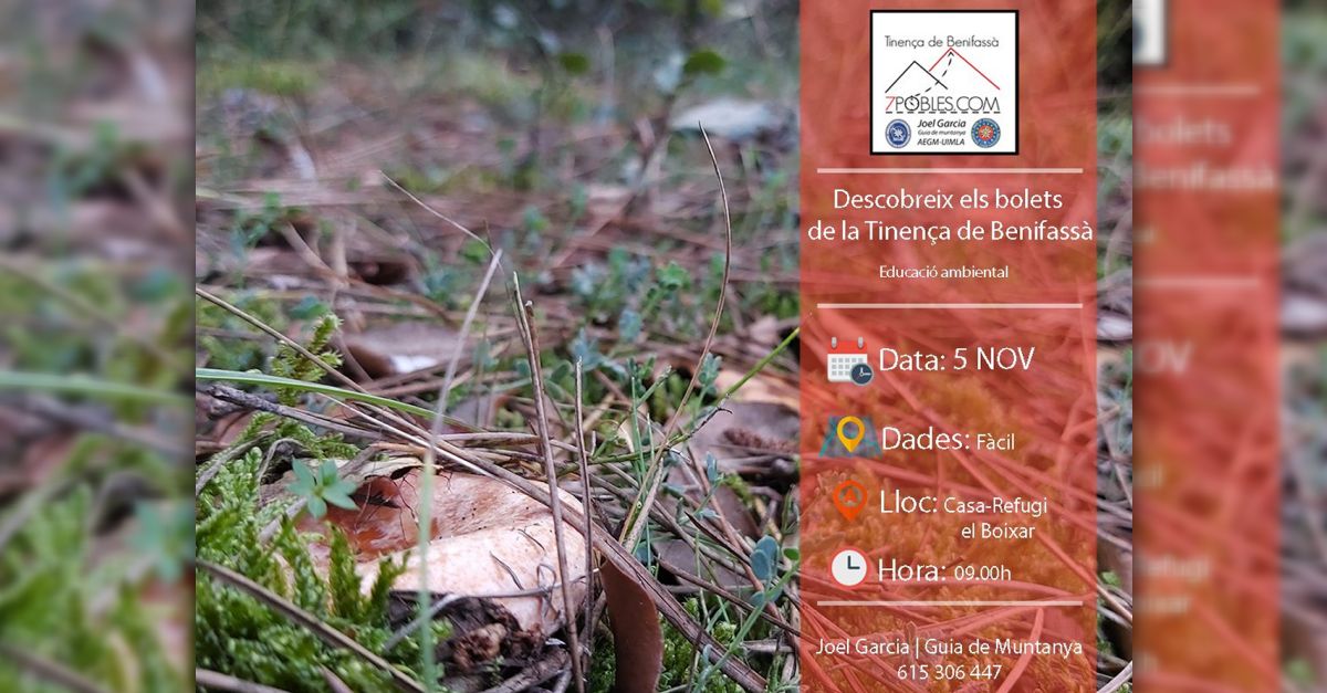 Descubre las setas de la Tinen�a de Benifass�