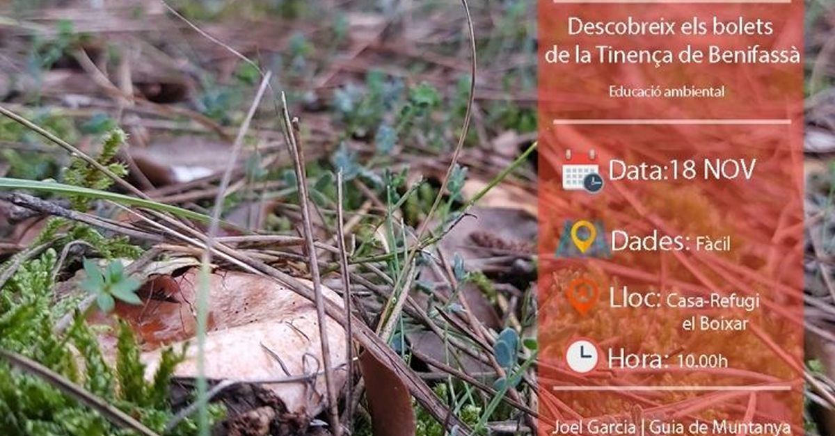 Descobreix dels bolets de la Tinen�a de Benifass�