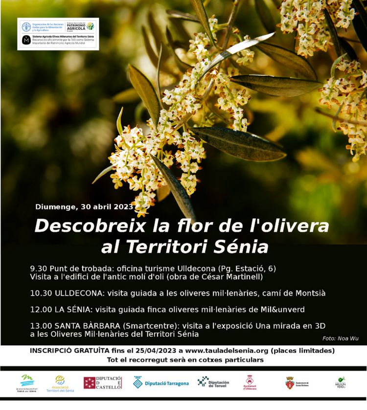 Descobreix la flor de l’olivera al Territori Sénia (AJORNAT AL 14 DE MAIG) Descobreix la flor de l’olivera al Territori Sénia (AJORNAT AL 14 DE MAIG)