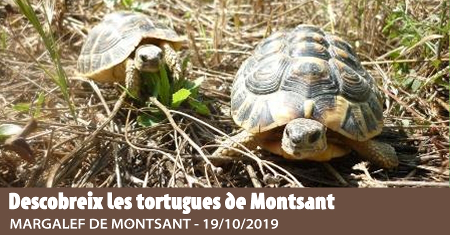 Descobreix les tortugues de Montsant Descobreix les tortugues de Montsant