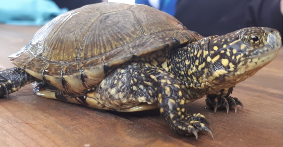 Desperten de la hivernada les tortugues destany a lAula Plegadis