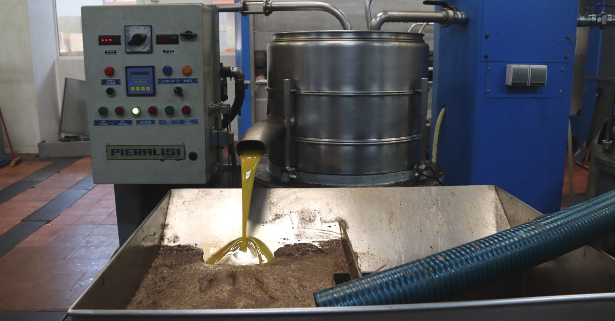 La producci final doli doliva es desploma fins les 15.000 tones, en la pitjor campanya en 15 anys