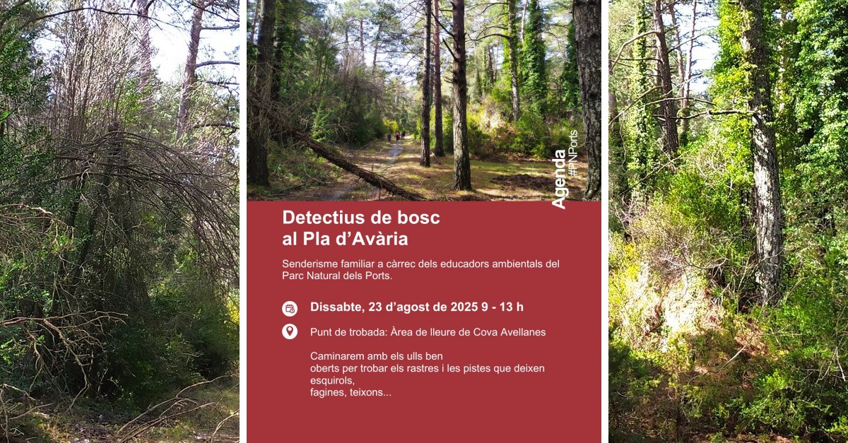 Senderisme familiar: detectius de bosc al Pla d�Av�ria