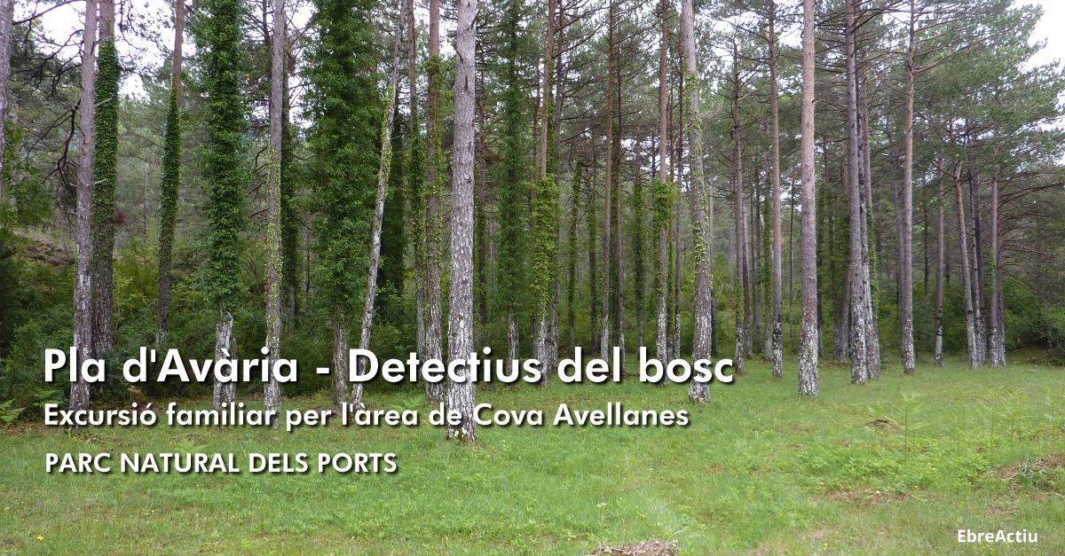 Pla d&rsquo;Av�ria - Detectius del bosc. Excursi� familiar per l&rsquo;�rea de Cova Avellanes