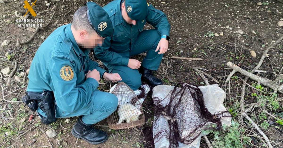 Denunciats per caar conills amb una fura a Aldover | EbreActiu.cat, revista digital d’oci actiu | Terres de l’Ebre ...