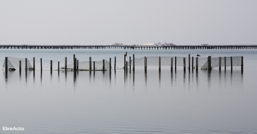 Dia de l’Aqüicultura | EbreActiu.cat, revista digital d’oci actiu | Terres de l’Ebre ... Dia de l’Aqüicultura | EbreActiu.cat, revista digital d’oci actiu | Terres de l’Ebre ...