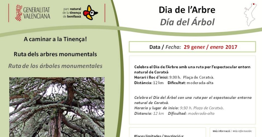 A caminar a la Tinen�a! Ruta dels arbres monumentals