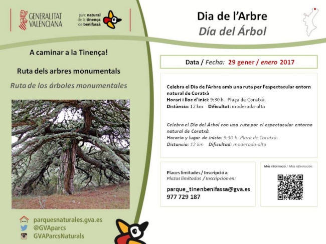 A caminar a la Tinen�a! Ruta dels arbres monumentals