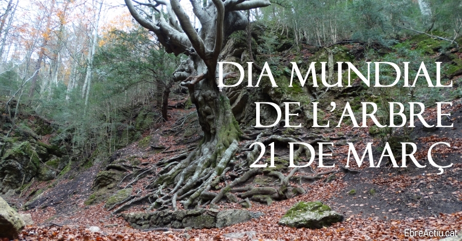 Dia Mundial de l�Arbre